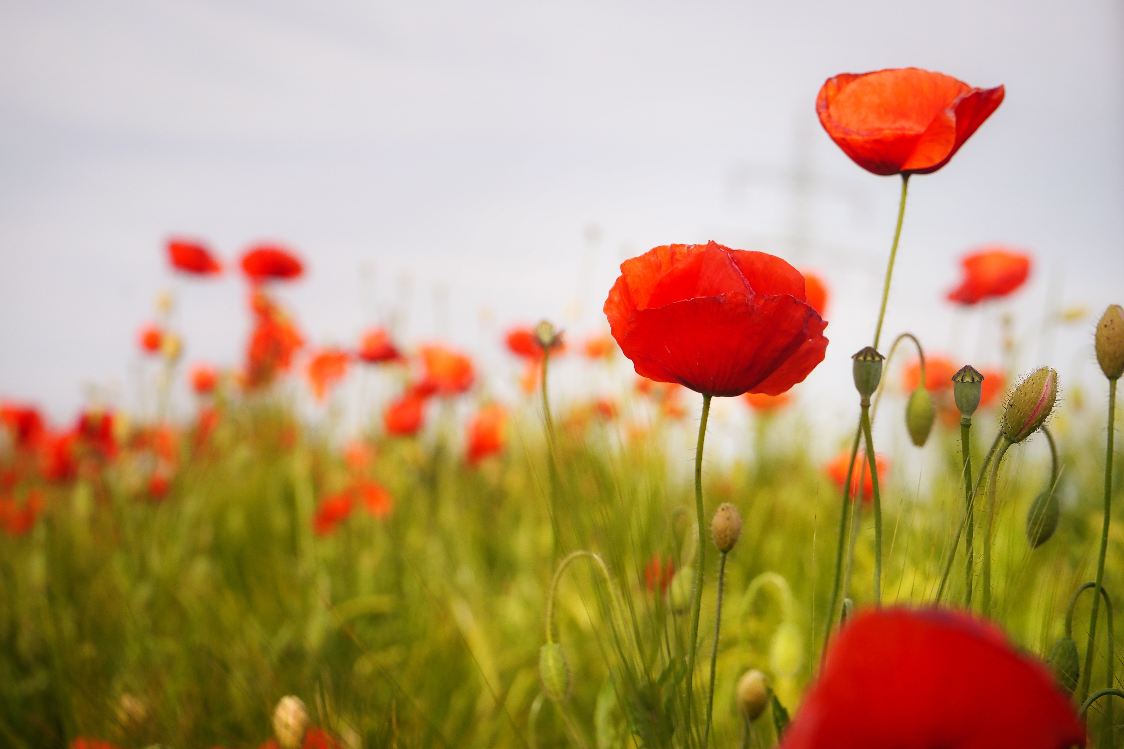 Field of Red Poppy Flowers