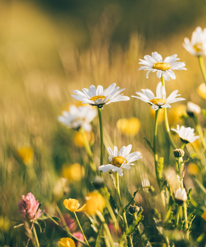 Various wildflowers growing in field in countryside