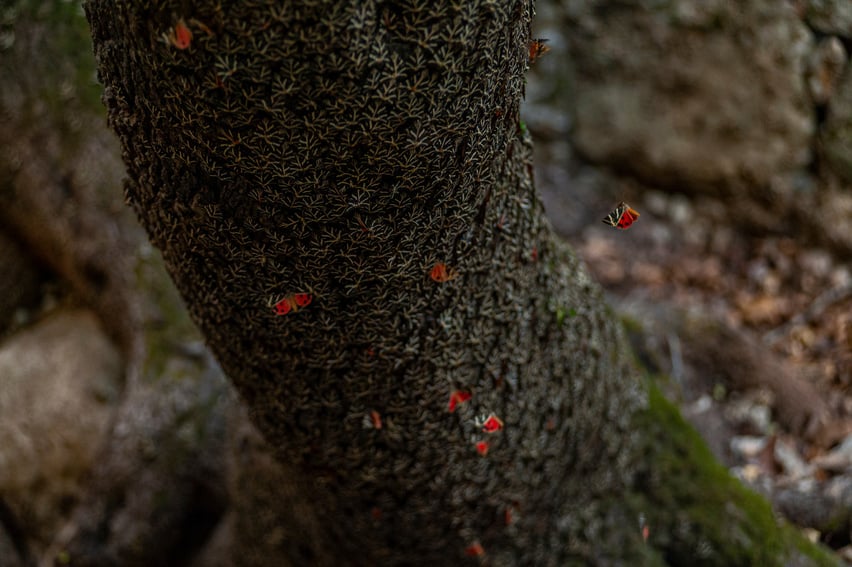 Dodecanese butterflies resting on a tree trunk at the Valley of Butterflies, Rhodes, Greece