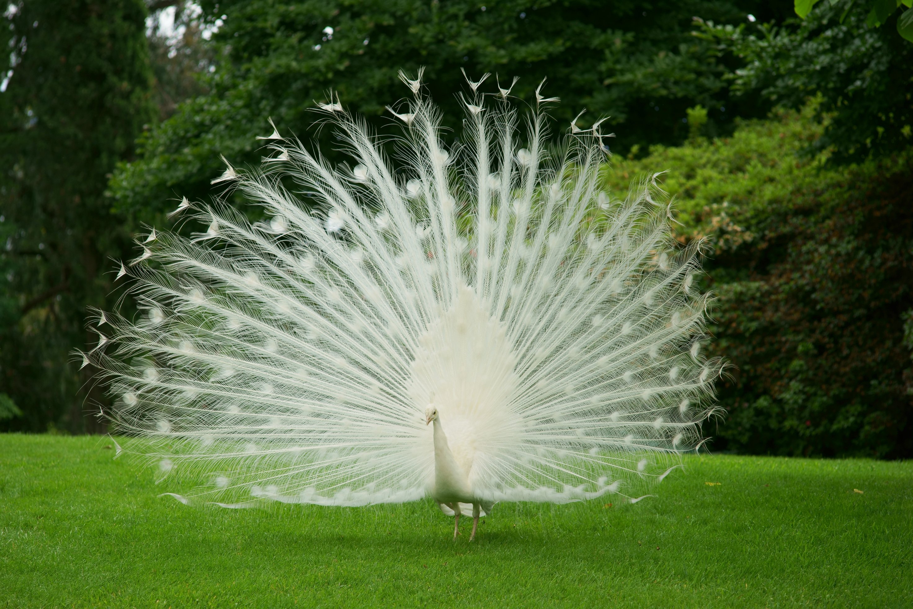 White Peacock