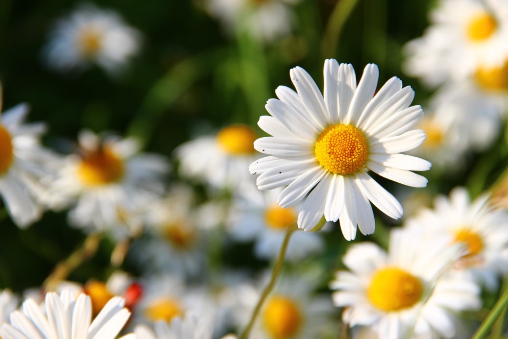 White Daisies Flower