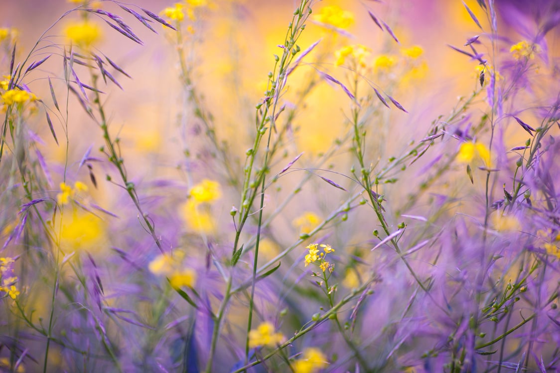 wildflowers