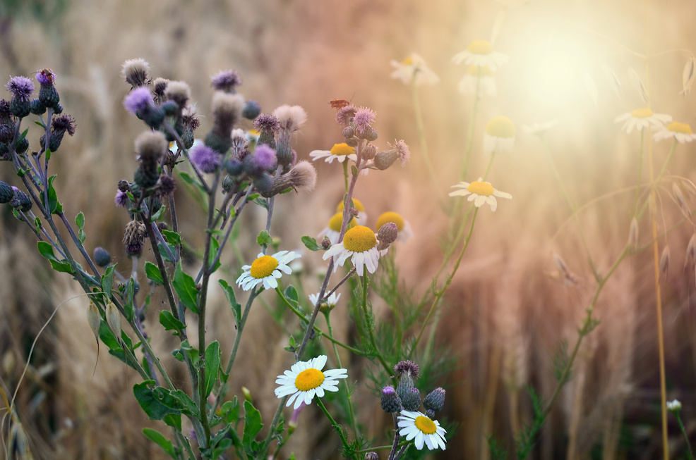 Flowers field