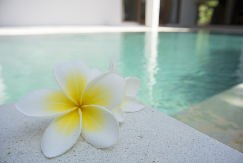 White Frangipani Flower by the Pool