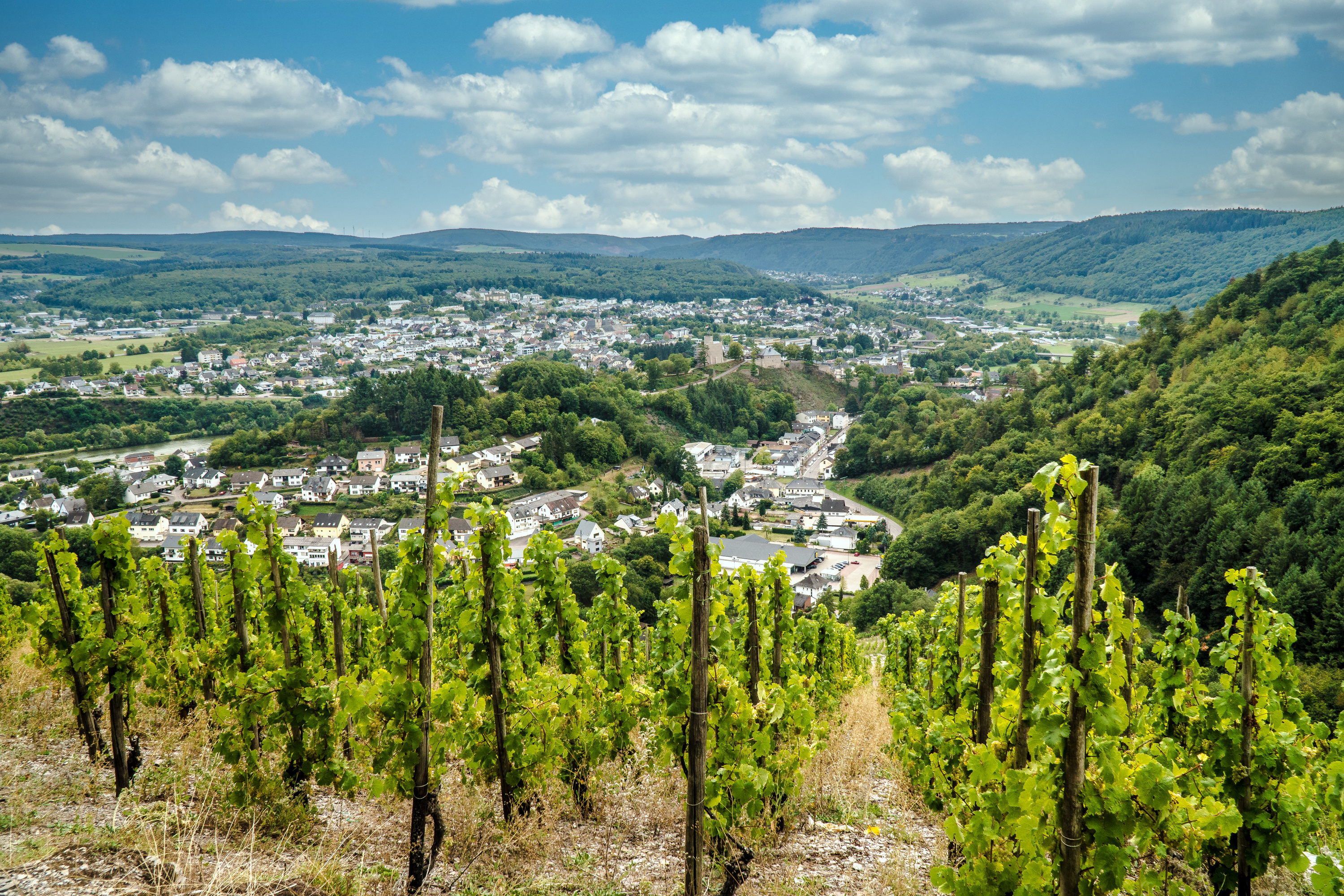 Vineyard in Trittenheim