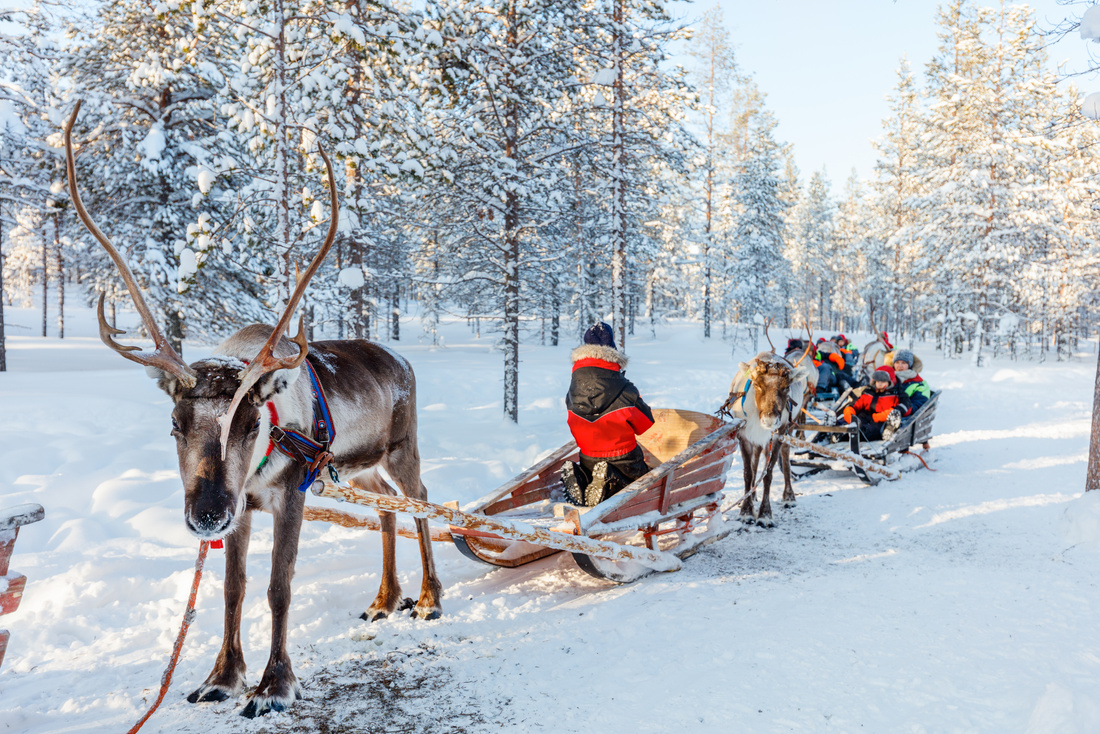 Reindeer Safari