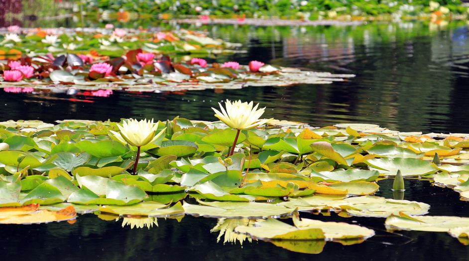 Water Lilies in a Pond