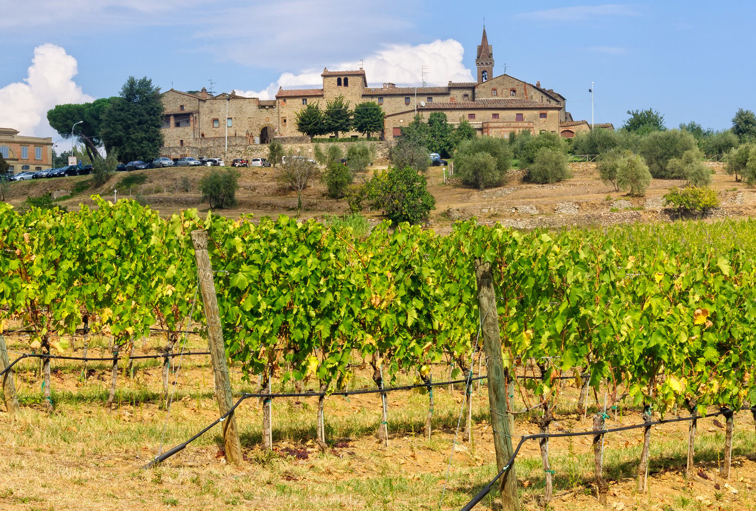 Vineyard - San Gusmè