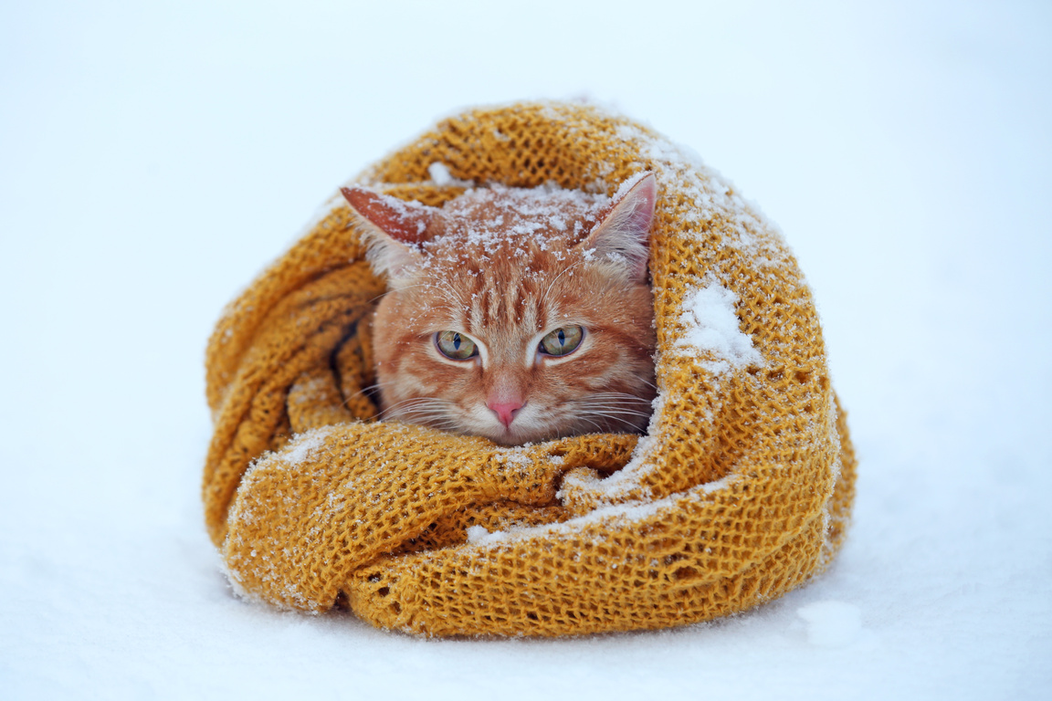 Cat Wrapped in Knitted Blanket on a Snow 