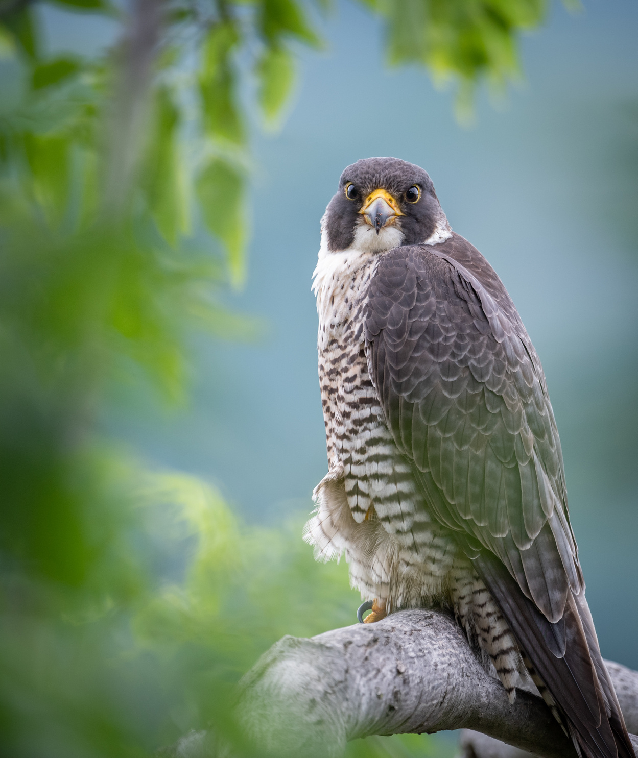 Peregrine Falcon