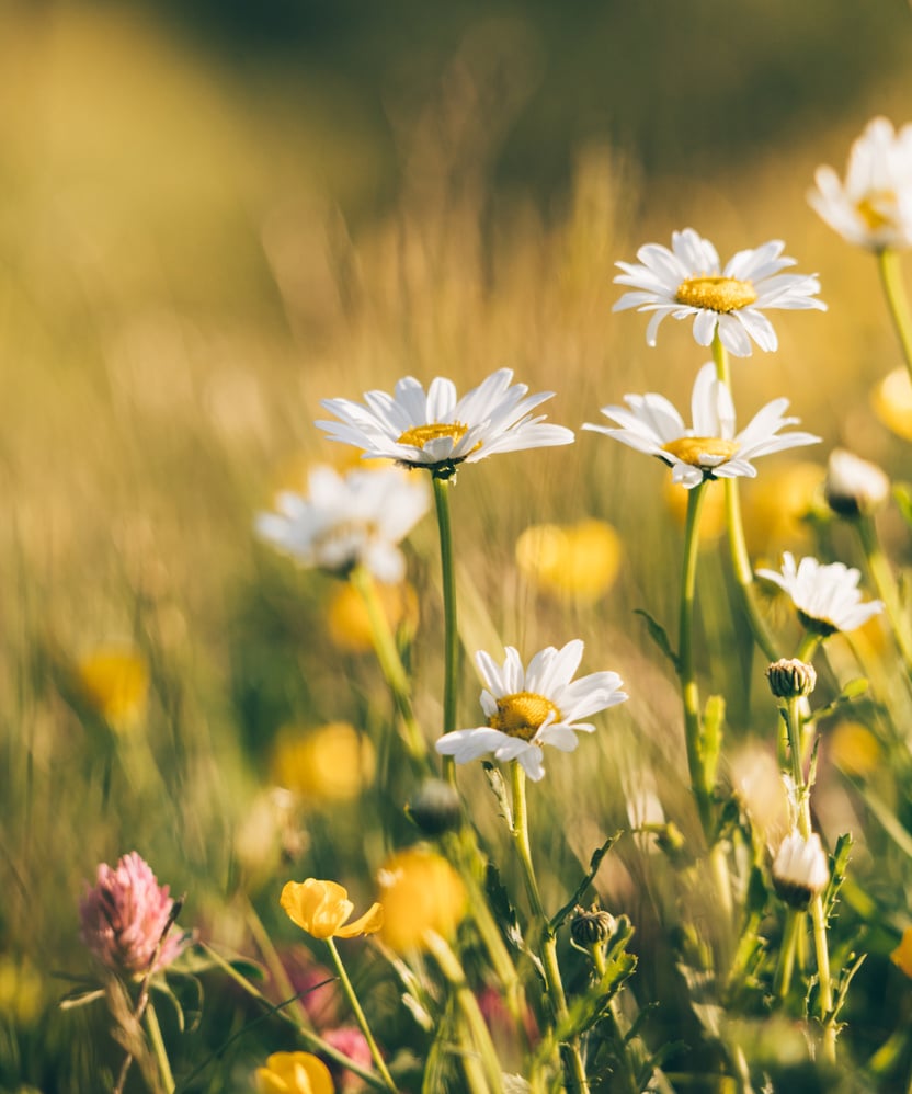 Various wildflowers growing in field in countryside